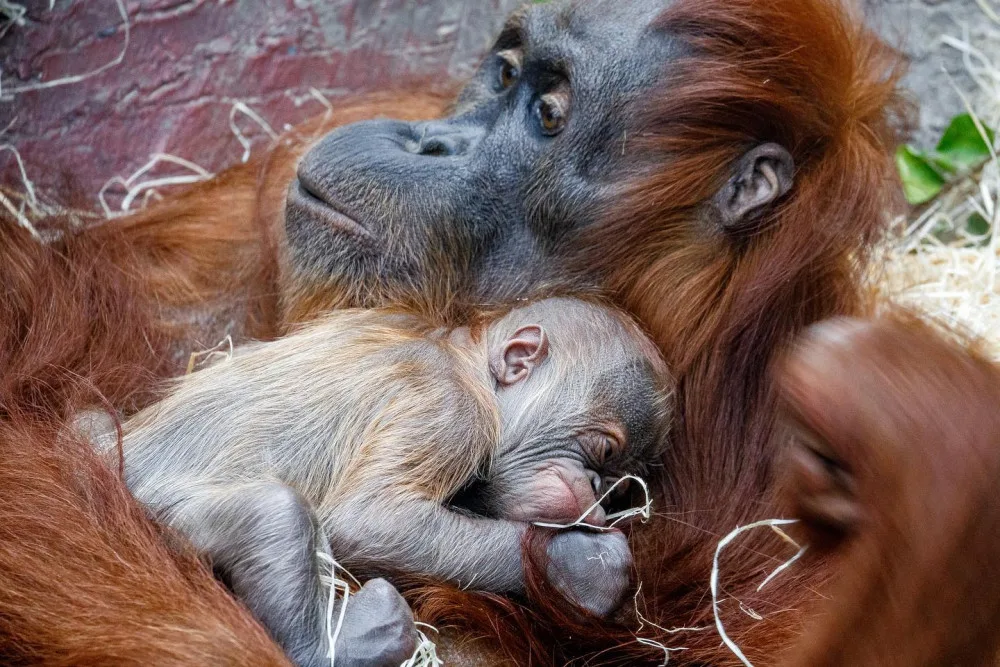 FOTO: V pražské zoo se narodilo mládě orangutana sumaterského