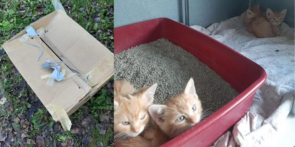 Smutná zásilka. Někdo nechal u popelnic v Praze krabici s koťaty