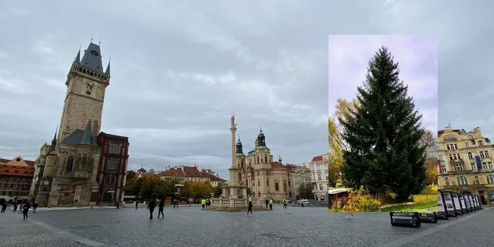 Tohle je vánoční strom, který letos ozdobí Staromák. Vedení Prahy tají termín jeho rozsvícení
