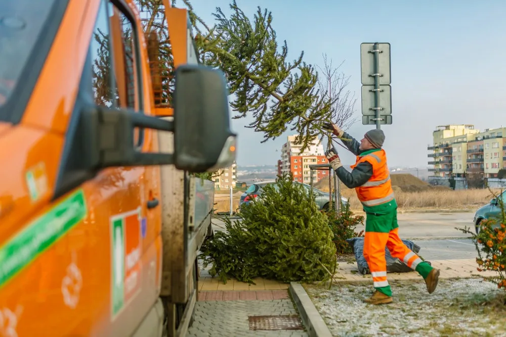 Vysloužilý vánoční strom nepatří do popelnice. Přečtěte si, jak na správnou likvidaci