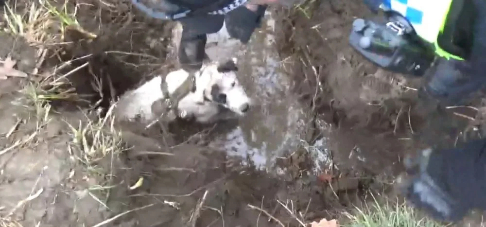 VIDEO: Ve Stromovce uvízl pes v bobří noře. Zasahovali strážníci i hasiči