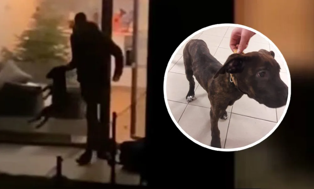 FOTO: Pejsek z videa byl zřejmě týraný dlouhodobě. Má zlomeniny a je podvyživený