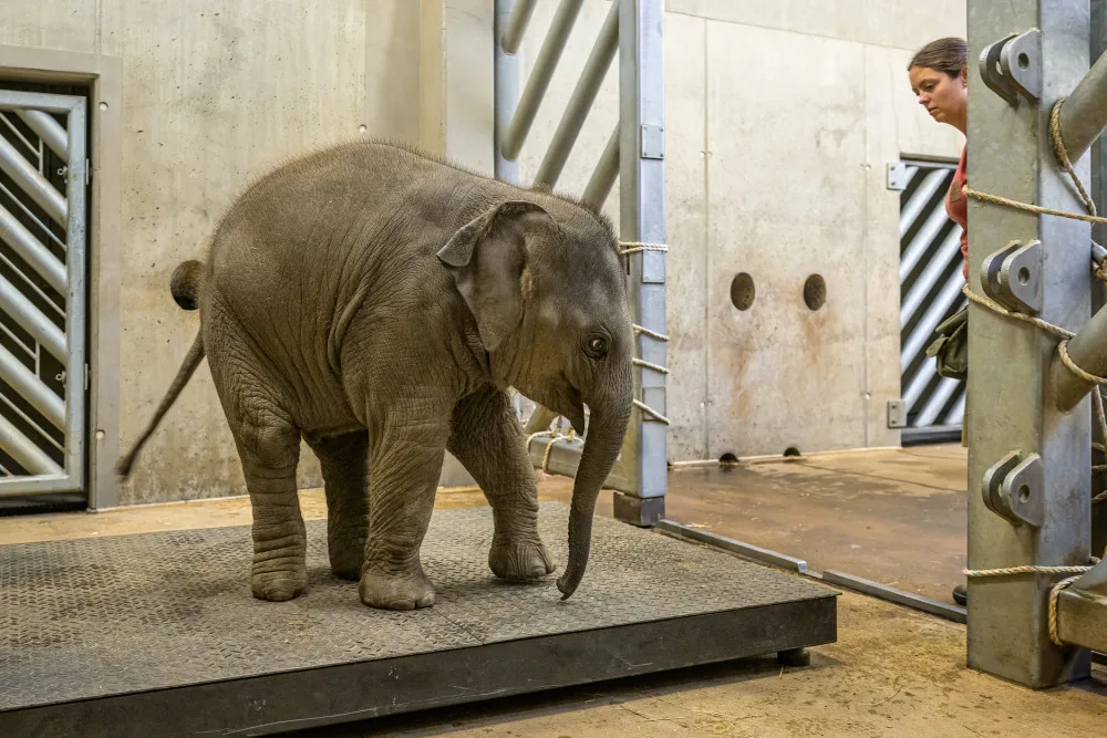 Lidé koupili stravenky pro zvířata v pražské zoo dosud za 3,5 milionu korun