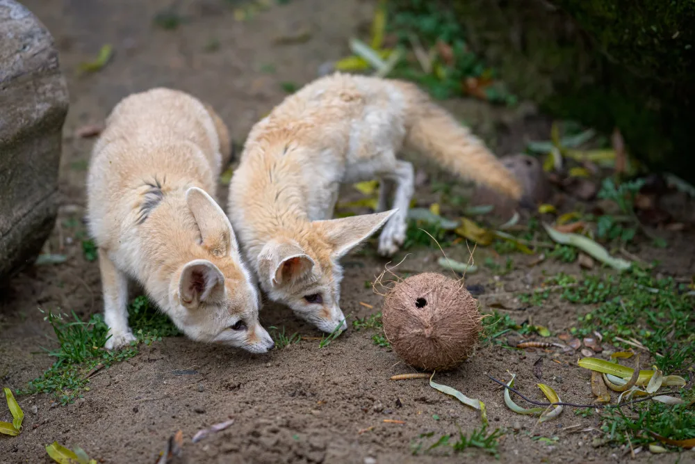 Návštěvnost pražské zoo v roce 2020 klesla kvůli koronaviru o 42 procent