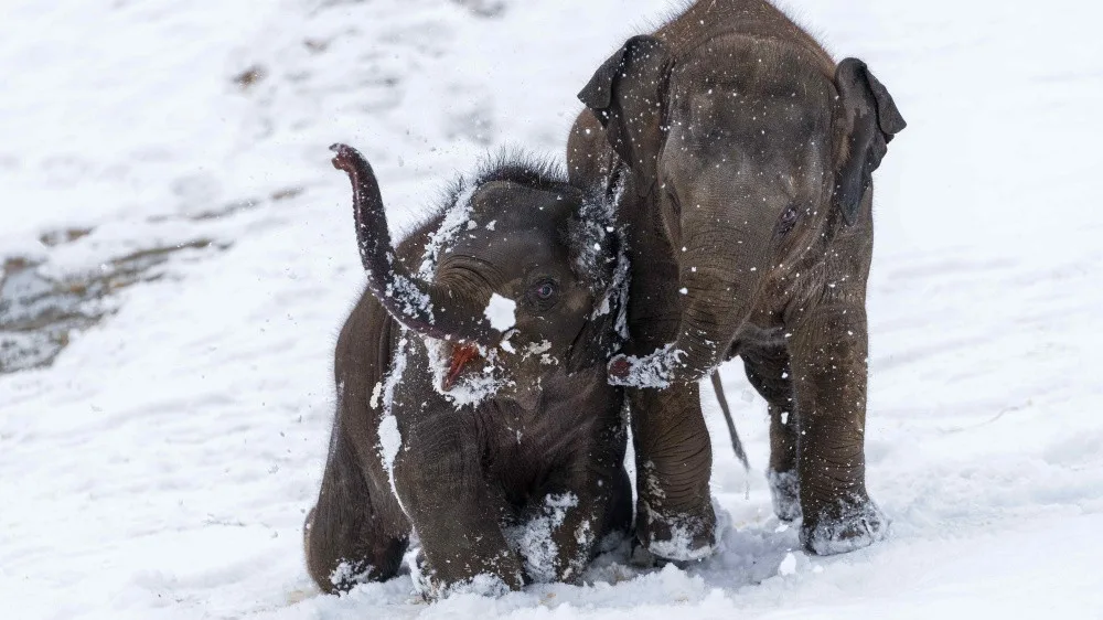 Slůňata v pražské zoo jsou v tréninku. Učí se snášet hygienu i zákroky veterinářů