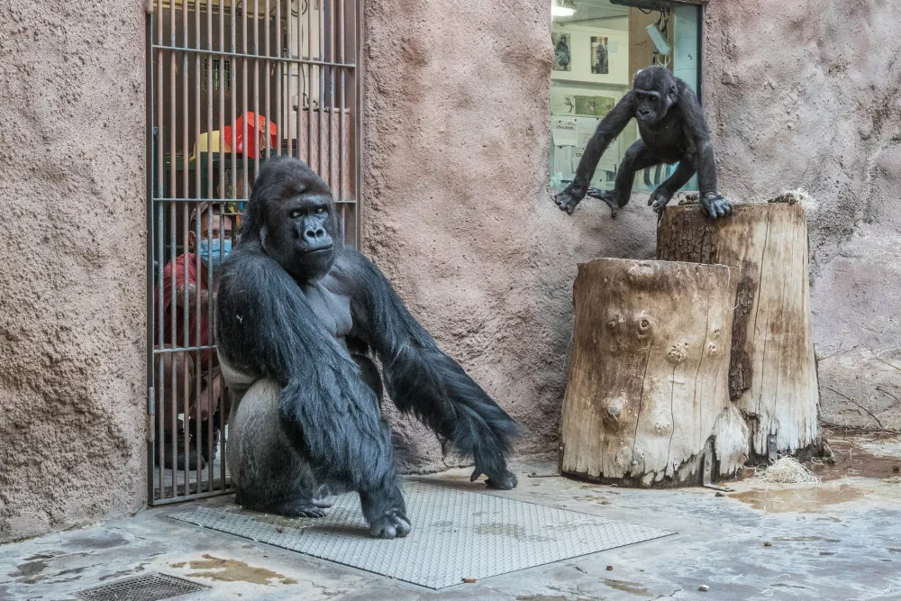Koronavirem onemocněli také lvi a gorilí samec Richard z pražské zoo