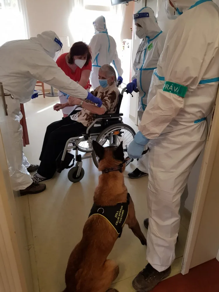Psi označí pacienta s covidem do deseti vteřin. Ve výcviku jim pomáhali pražští senioři