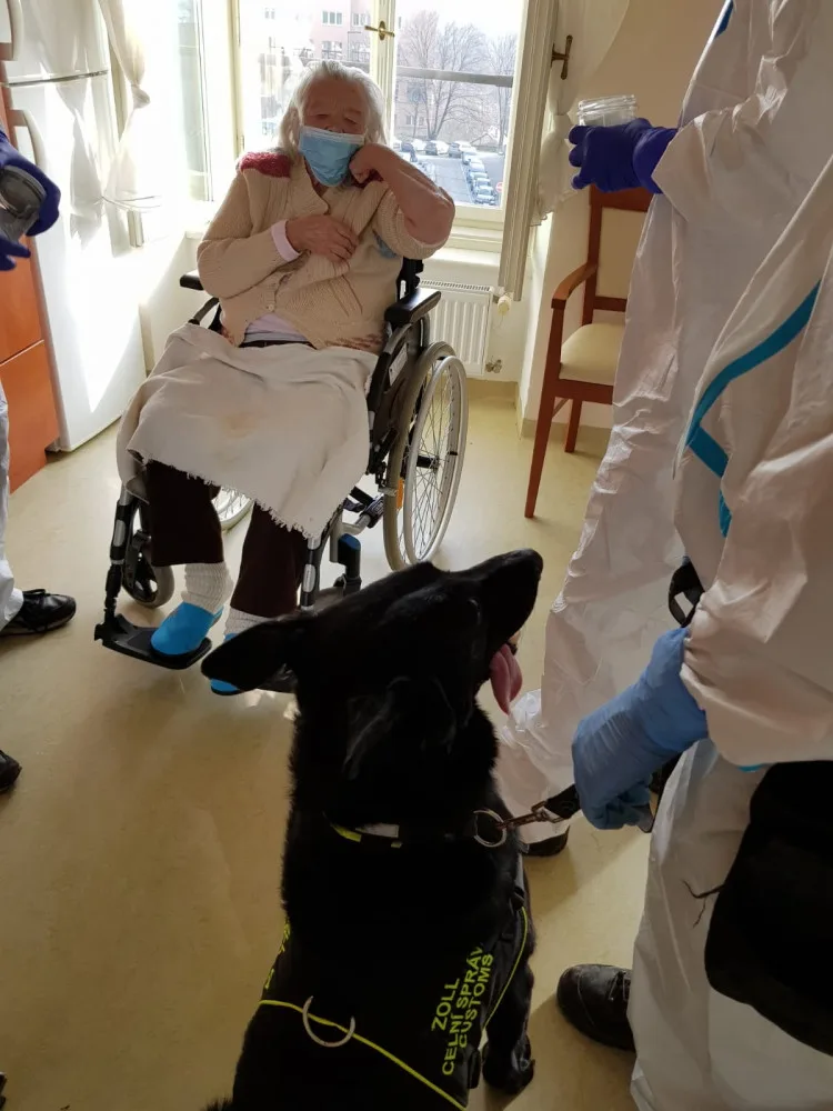 Psi označí pacienta s covidem do deseti vteřin. Ve výcviku jim pomáhali pražští senioři