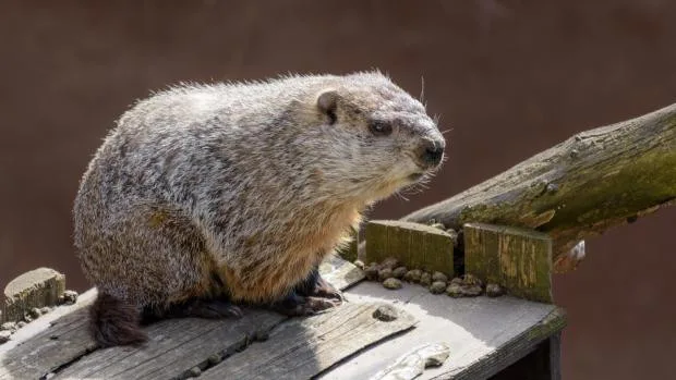 Po zimním spánku se v pražské zoo probudil svišť. Oznámil tak příchod jara