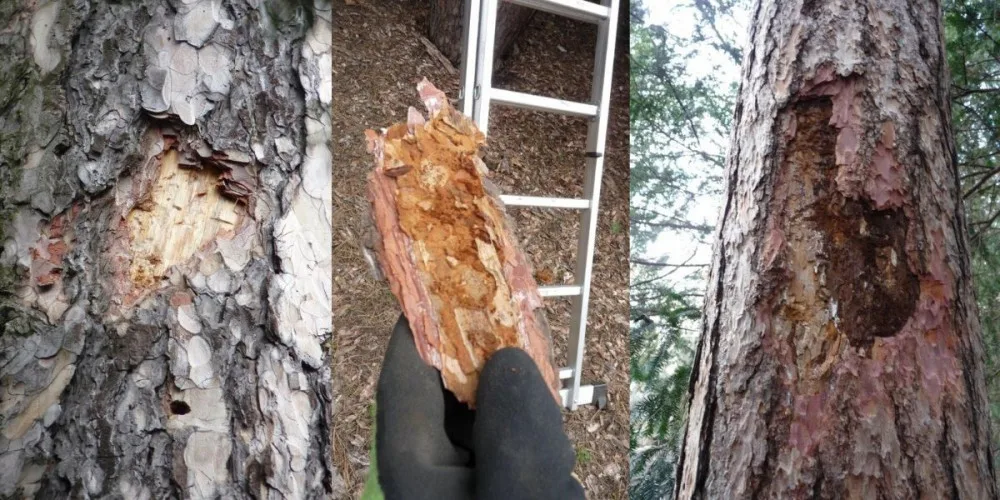 Kůrovec napadl stromy v Grébovce, Praha 2 je bude muset pokácet