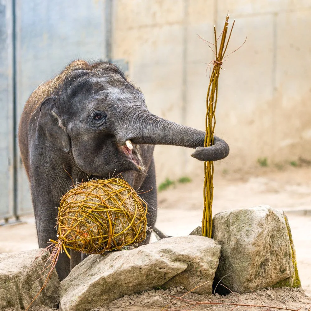 Velikonoční nadílku dnes dostala také zvířata v pražské zoo