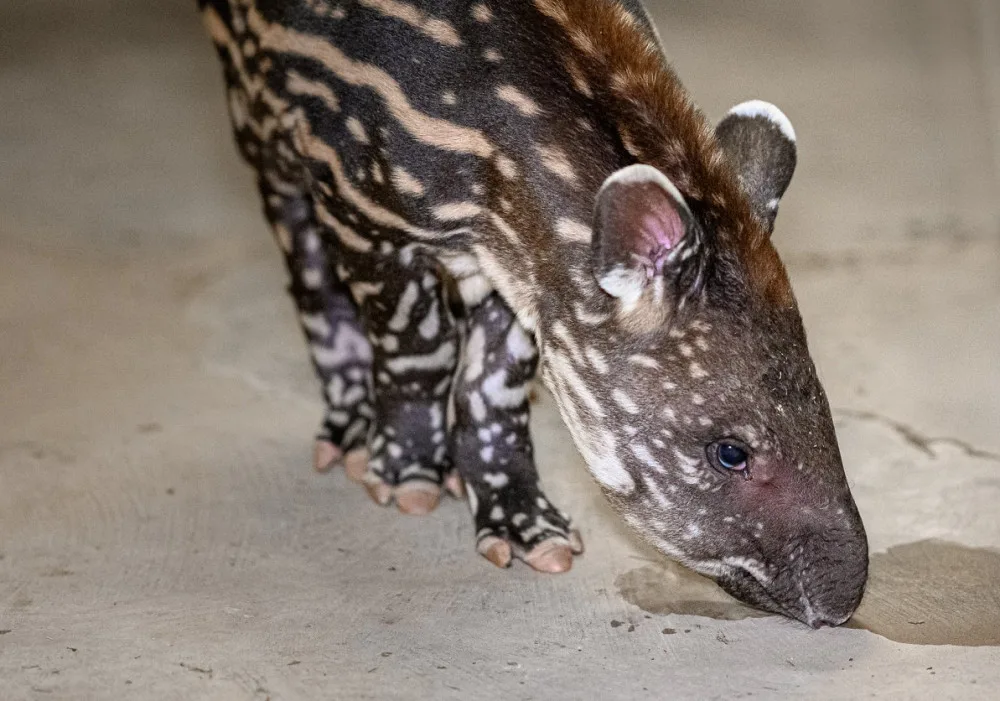 V pražské zoo se před týdnem narodilo mládě tapíra