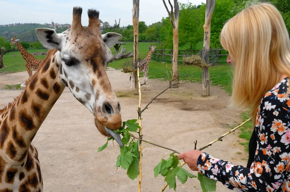 V pražské zoo zemřela druhá nejstarší žirafa v Evropě. Veterinář uspal pětadvacetiletou Elišku