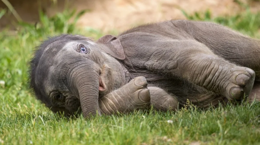 V zoo oslavila své první narozeniny slonice Amalee