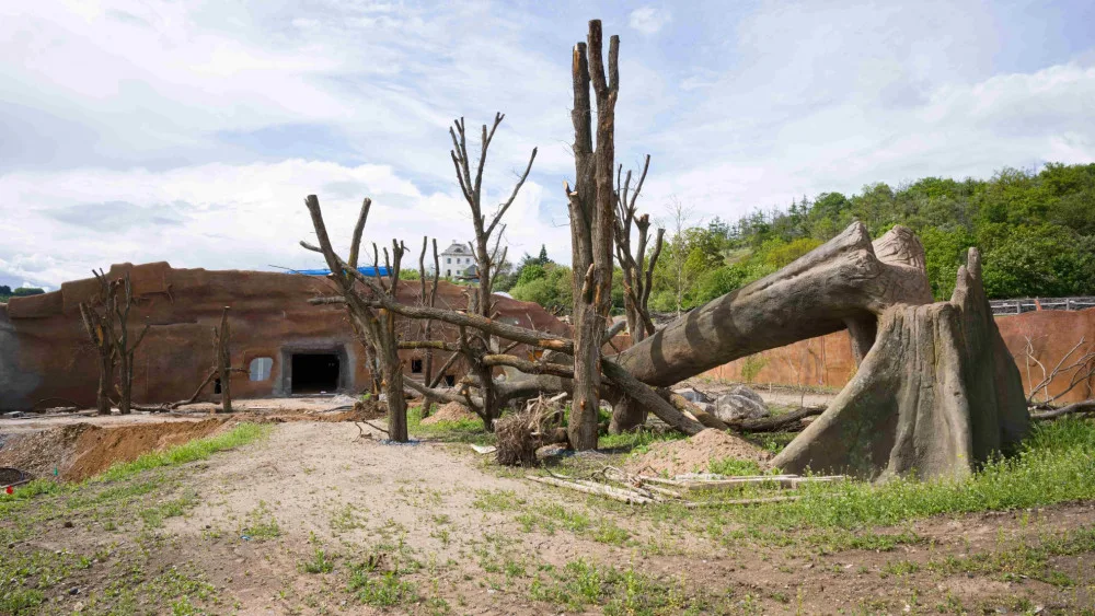 Gorily v pražské zoo dostanou nový pavilon. Bude stát 300 milionů a hotov bude na podzim 2022
