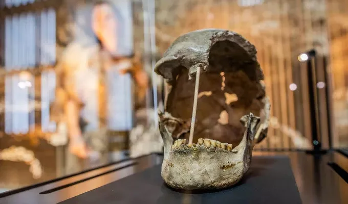 Národní muzeum vystavilo lebku ženy, která žila před více než 45.000 lety