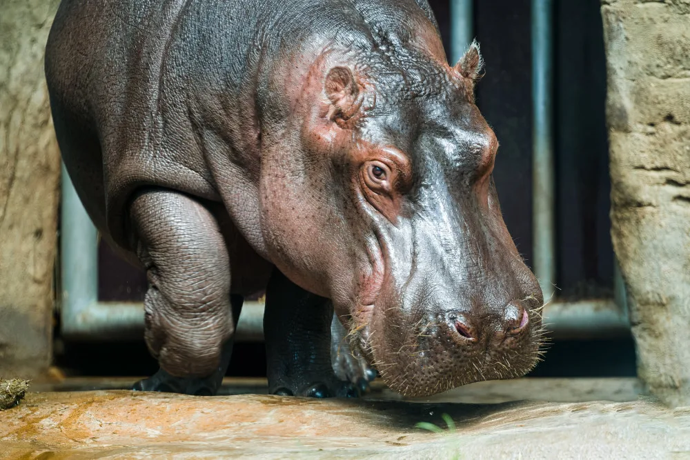 Hroch Fanda z pražské zoo včera odjel do Francie