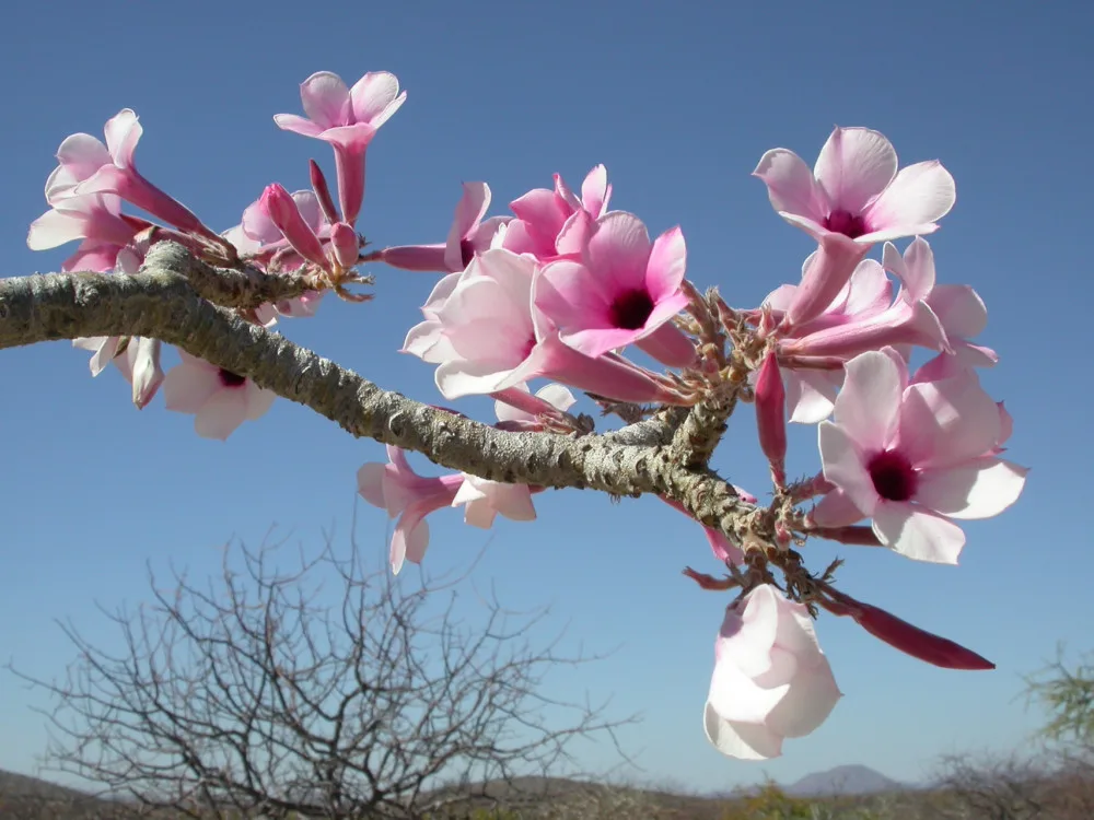 Adenium boehmianum