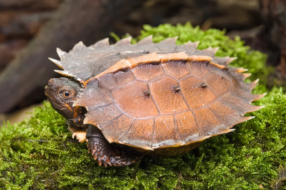 V pražské zoo se vylíhla ohrožená želva ostnitá