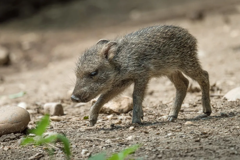 V Zoo Praha se narodila dvě mláďata pekariů Wagnerových. Zahrada jich má už jedenáct