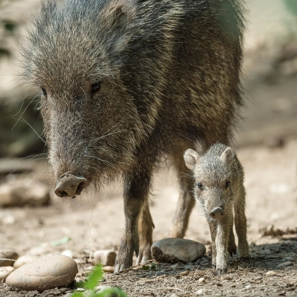 V Zoo Praha se narodila dvě mláďata pekariů Wagnerových. Zahrada jich má už jedenáct