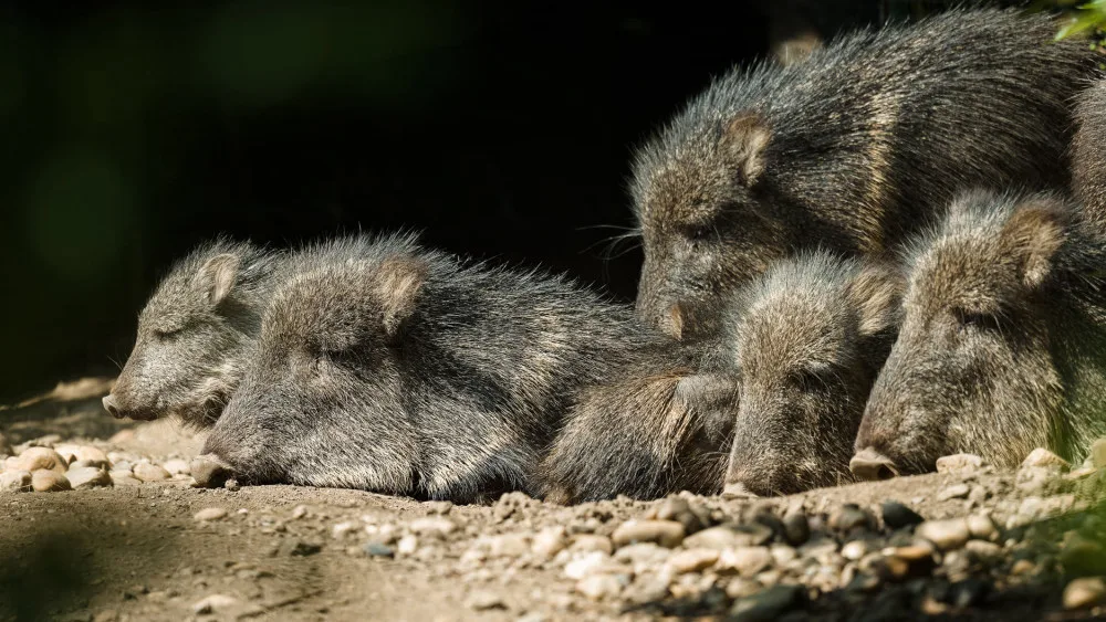 V Zoo Praha se narodila dvě mláďata pekariů Wagnerových. Zahrada jich má už jedenáct
