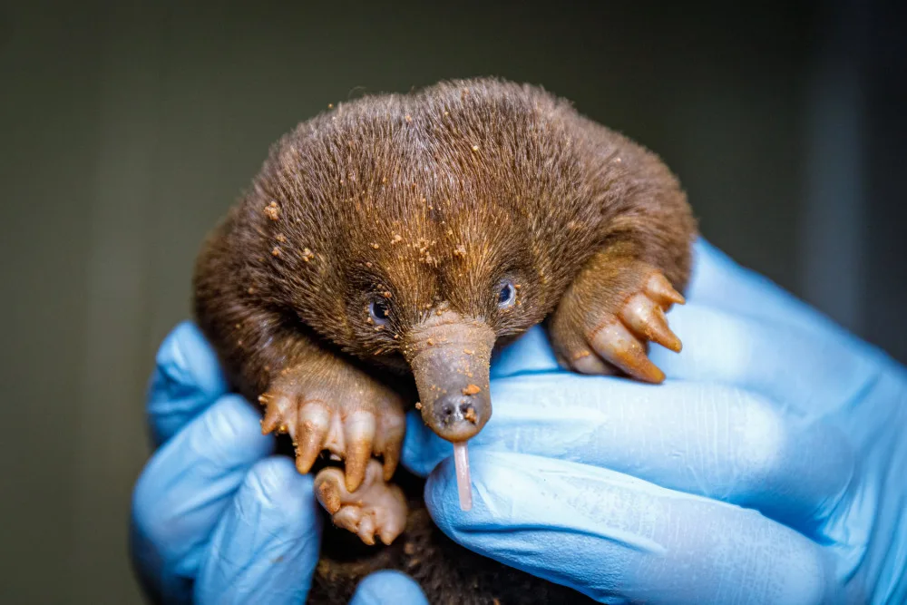 Mládě ježury australské roste jako z vody. Je první svého druhu v pražské zoo