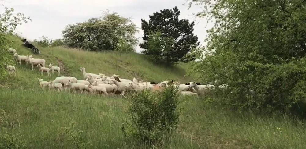 Krávy, ovce i kozy se opět pasou v Praze. Podívejte se, kde na ně můžete narazit