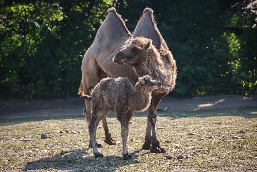 Nový přírůstek v pražské zoo. Do velbloudí rodiny přibyla samička