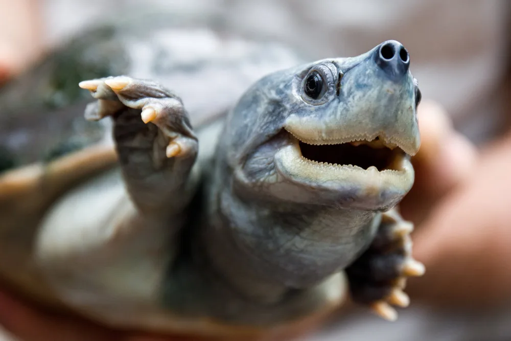 Nejohroženější želva je k vidění v pražské zoo