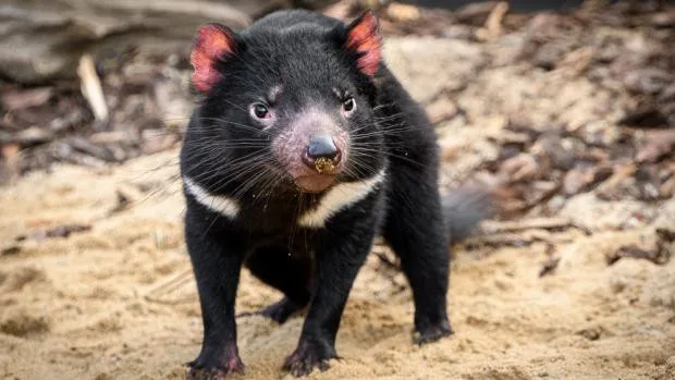 Návštěvníci pražské zoo mohou nově sledovat krmení tasmánských čertů