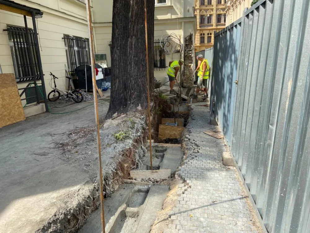 Praha obnovila narušenou zeď v centru města bez nutnosti pokácet jedinečný strom