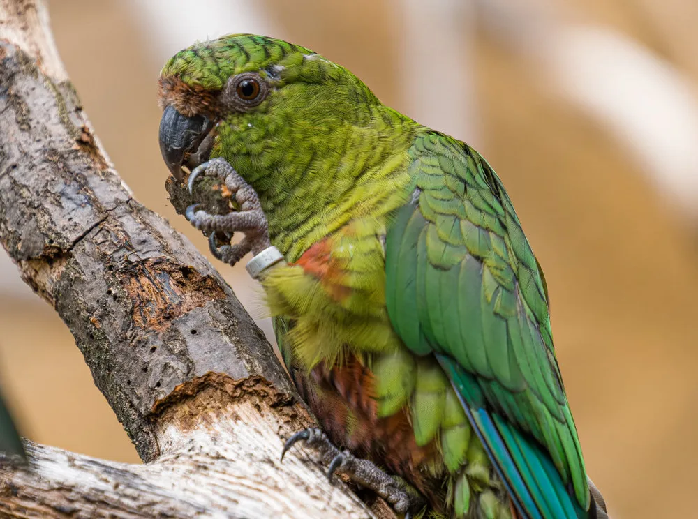 Zoo Praha