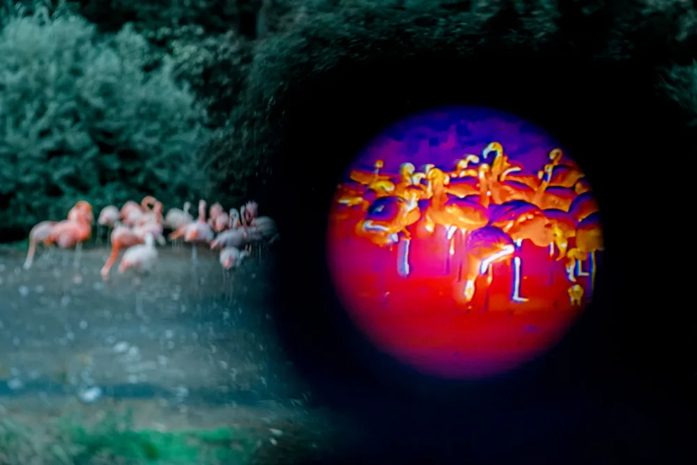 Pražská zoo chystá noční prohlídky. Lidé budou moci zvířata sledovat termokamerami