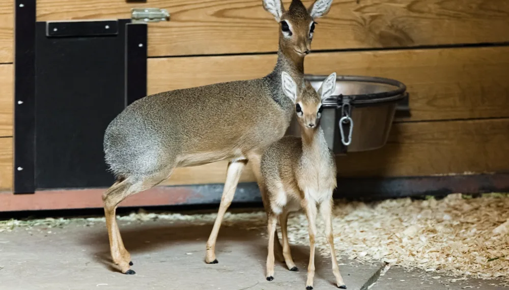 Mládě nejmenší antilopy na světě je možné pozorovat v pražské zoo