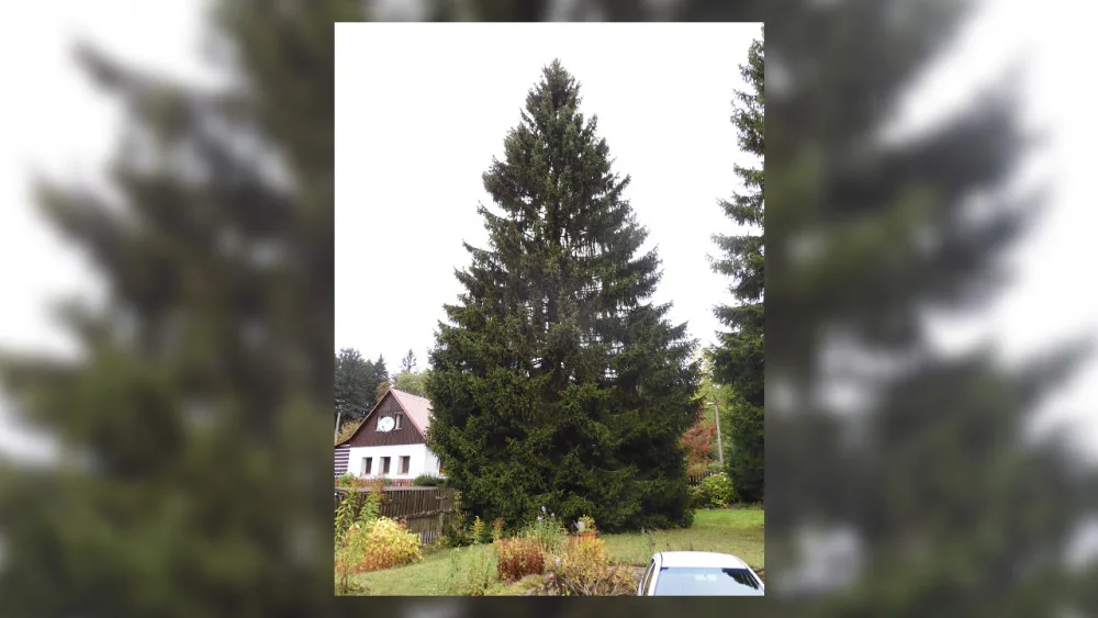Smrk ztepilý, který letos ozdobí Staroměstské náměstí