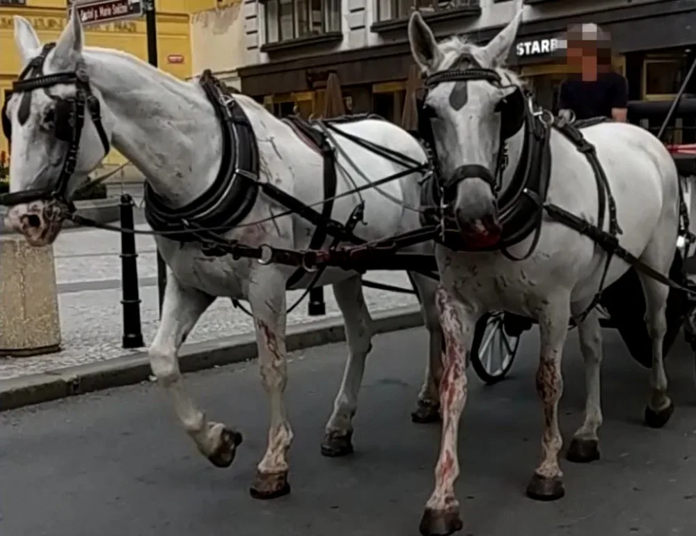 Zbytečný rozmar, který do 21. století nepatří. Praha zakázala koňské povozy