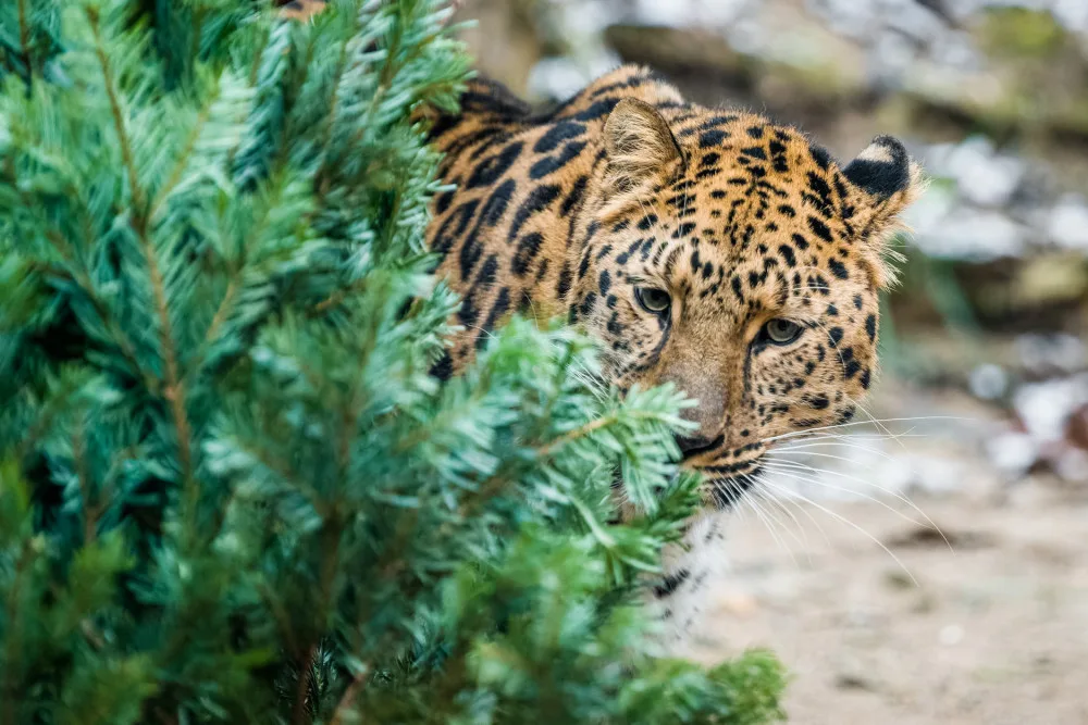 Zvířata v pražské zoo si pochutnávají na vánočních stromech, které si před svátky nikdo nekoupil