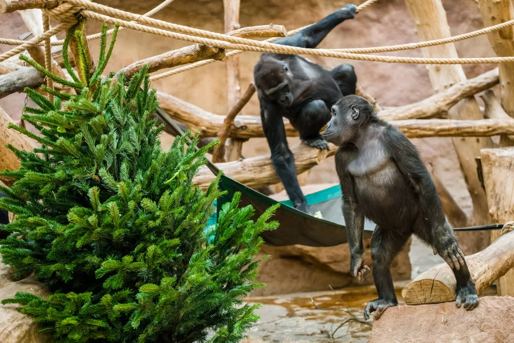 Zvířata v pražské zoo si pochutnávají na vánočních stromech, které si před svátky nikdo nekoupil
