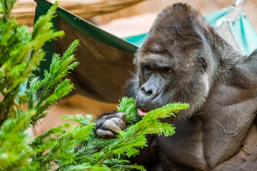 Zvířata v pražské zoo si pochutnávají na vánočních stromech, které si před svátky nikdo nekoupil