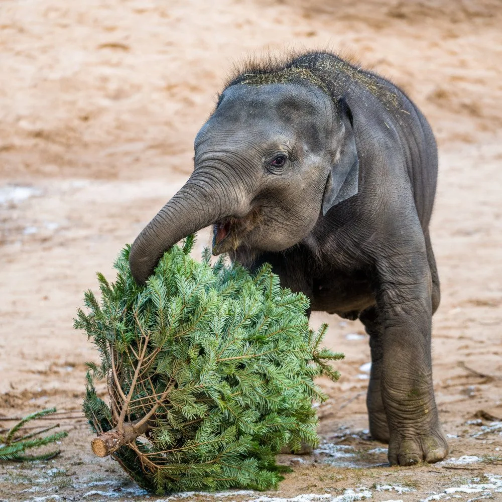 Zvířata v pražské zoo si pochutnávají na vánočních stromech, které si před svátky nikdo nekoupil