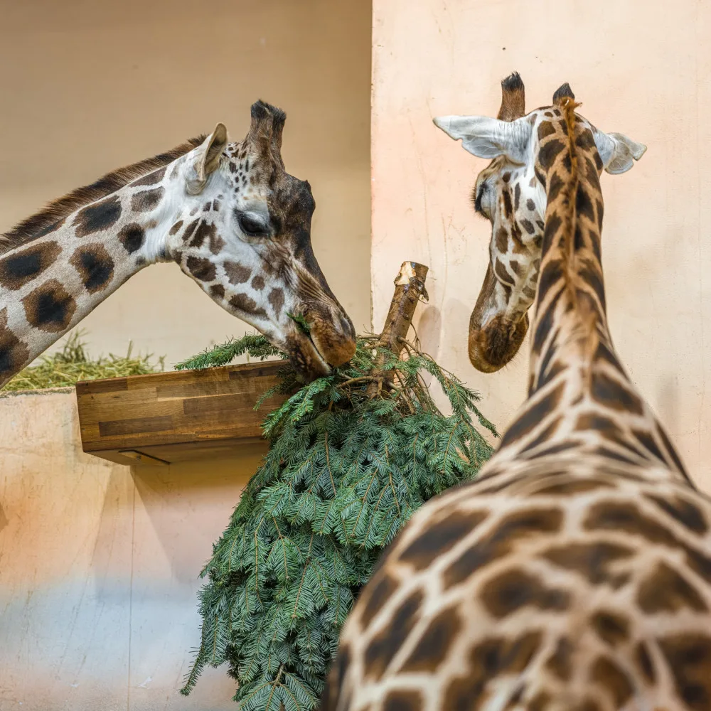 Zvířata v pražské zoo si pochutnávají na vánočních stromech, které si před svátky nikdo nekoupil