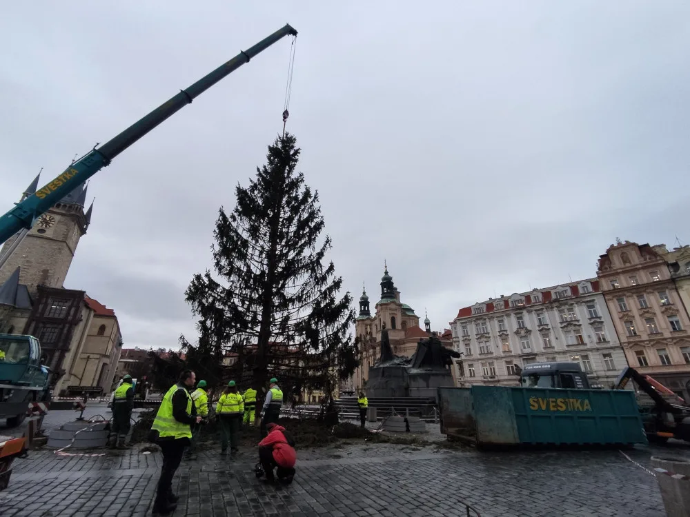 Vánoční strom na Staroměstském náměstí končí. Větve dostane pražská zoo, kmen studenti
