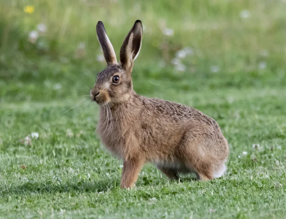 Krmné biopásy jsou přínosem pro řadu zvířat. Jejich pozitivní vliv potvrdili vědci