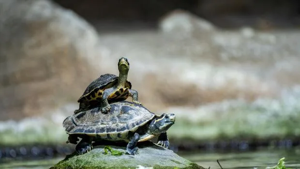 Nevíte, jak a čím krmit želvy? Dorazte na Den chovatelů želv v pražské zoo, kde zjistíte vše potřebné