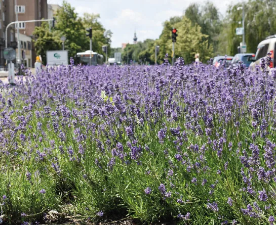 Šestka vytvoří nové záhony plné květin a rostlin. Chce zmírnit změny klimatu a přitáhnout více užitečného hmyzu