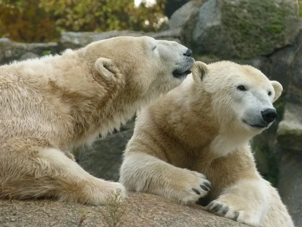 V pražské zoo oslaví Mezinárodní den ledních medvědů. Návštěvníci se mohou těšit na přednášky či předání daru