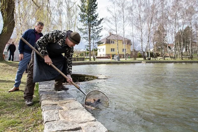 V Třebonickém rybníce teď plavou jihočeští kapři.