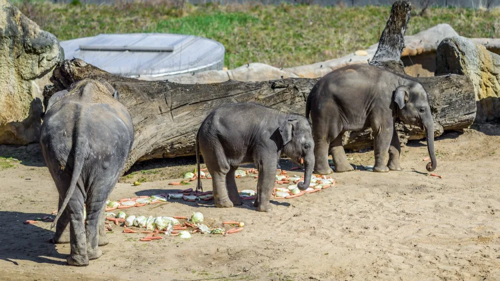 Zoo Praha