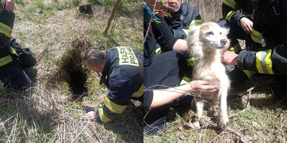 Pes uvízl ve třímetrové šachtě. Ke šťastné paničce se vrátil díky hasičům